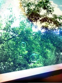 tree