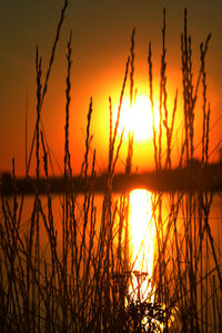 Silhouette of stalks in lake against romantic sky at sunset