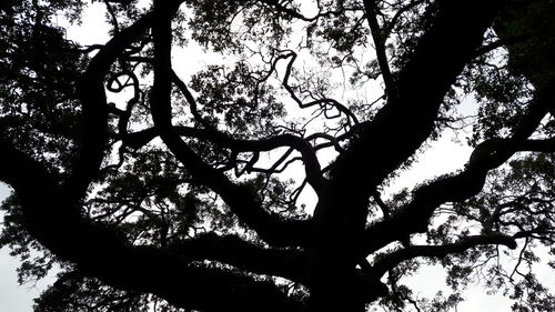 Low angle view of tree against sky