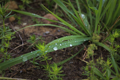 High angle view of wet plants growing on field