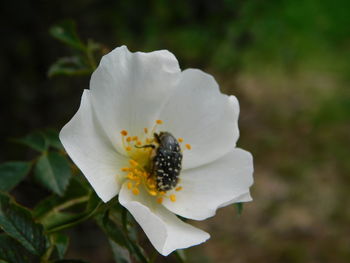 Close-up of white rose flower