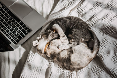 Two happy outbred homeless adopted grey kittens playing near laptop in bed at home in sun light.