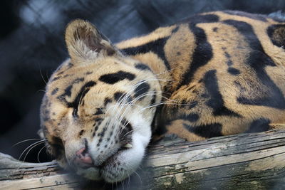 Close-up of a cat