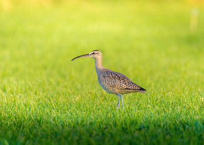 Close-up of bird perching on grass