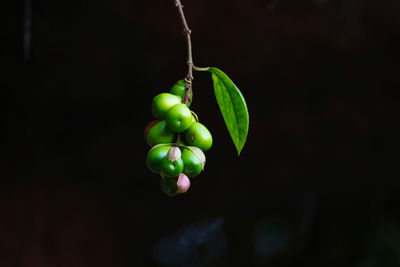 Close-up of berries growing on plant