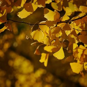 Close-up of yellow leaves on tree