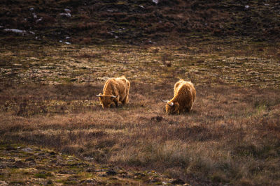 Sheep on field