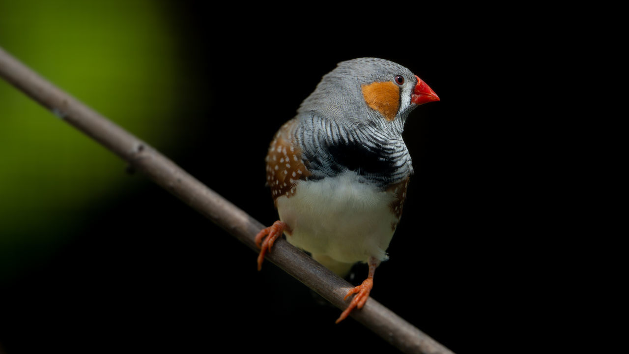 CLOSE-UP OF BIRD PERCHING ON A BRANCH