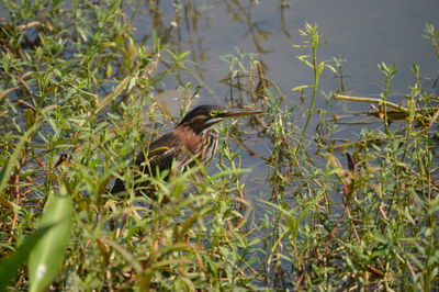 Bird perching on plant