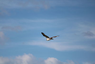 Low angle view of seagull flying against sky