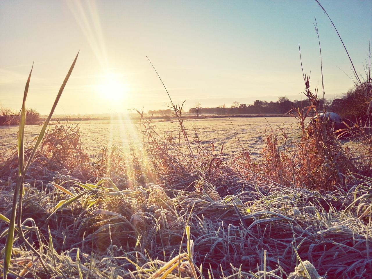 sun, sunlight, sunbeam, lens flare, field, sunset, sky, tranquility, grass, nature, tranquil scene, landscape, rural scene, plant, scenics, clear sky, beauty in nature, growth, agriculture, bright