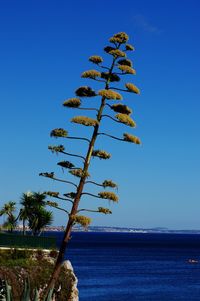 Scenic view of calm sea against clear sky