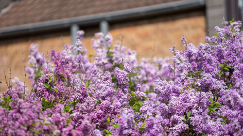 Close-up of purple flowering plants against building