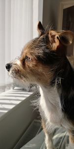 Close-up of a dog looking away