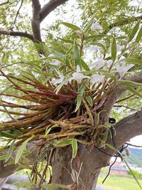 Low angle view of tree