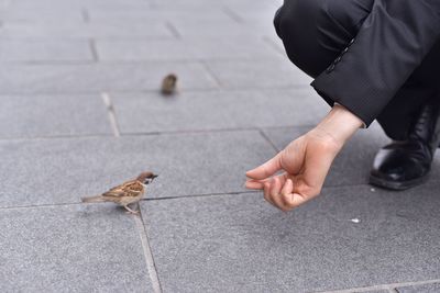 Close-up of man feeding bird