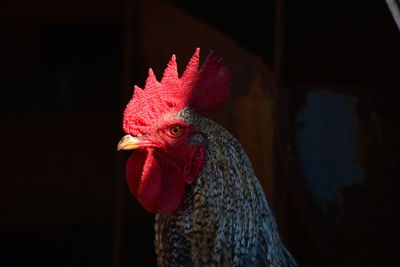 Close-up of rooster