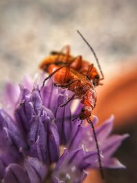 Bugs loving on the flower