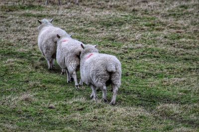 Sheep on field