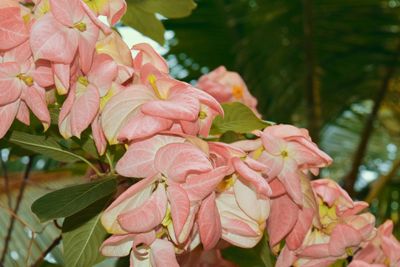 Close-up of pink flowers blooming outdoors