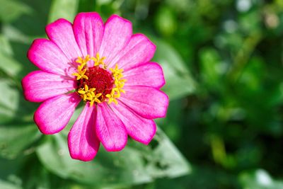 Close-up of pink flower