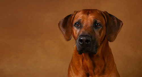 Close-up portrait of dog