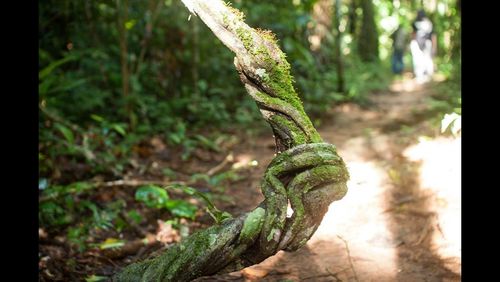 Close-up of plant growing on tree trunk