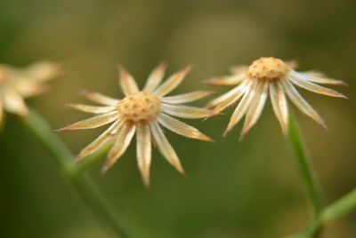 Close-up of flower