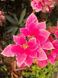 Close-up of pink flowers blooming outdoors