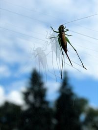 Close-up of insect on plant