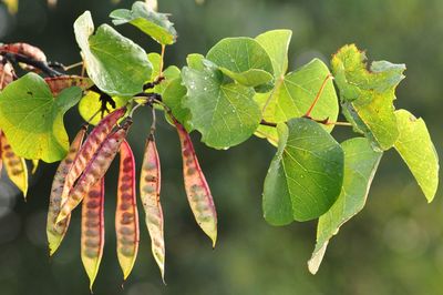 Close-up of fresh green leaves