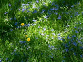 Close-up of flowering plants on field