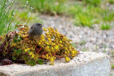 Close-up of bird perching on a plant