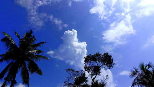 Low angle view of palm trees against blue sky