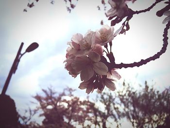 Low angle view of cherry blossom tree