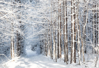 Snow covered land and trees in forest