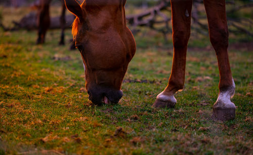 Low section of horse grazing in field