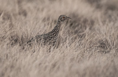 Close-up of bird perching on field