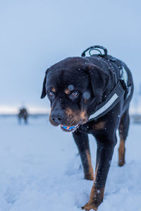 Close-up of a dog in snow