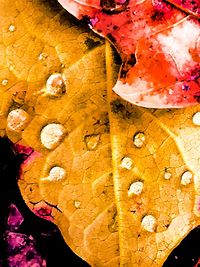 Close-up of leaves in water