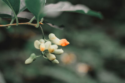 Close-up of flowering plant