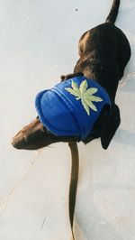 High angle view of black dog against blue wall