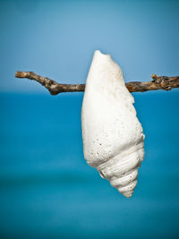 Close-up of bread