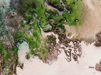 High angle view of plants growing on land