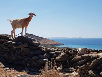 Sheep standing on rock by sea against clear sky