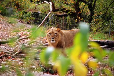 Lion seen through plants on sunny day