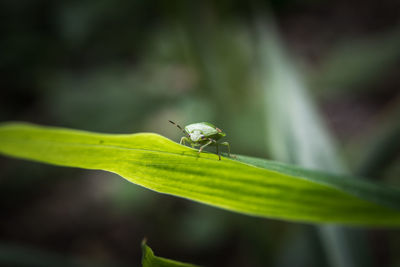 Close-up of insect on leaf