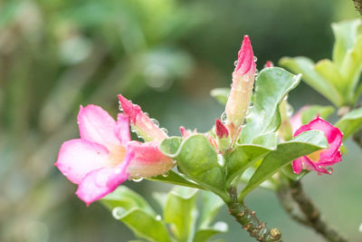 Close-up of pink flowering plant