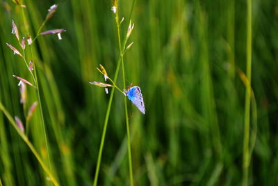 Close up of insect on grass