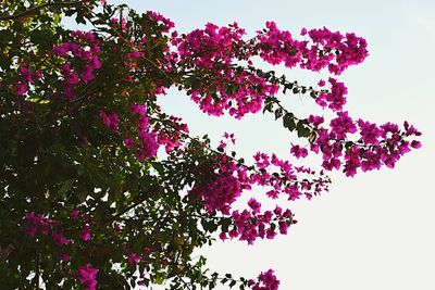 Low angle view of tree against sky